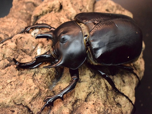 大型ペア】アクティオンゾウカブト（アクタエオンゾウカブト