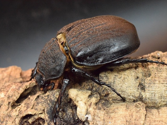 大型ペア】アクティオンゾウカブト（アクタエオンゾウカブト