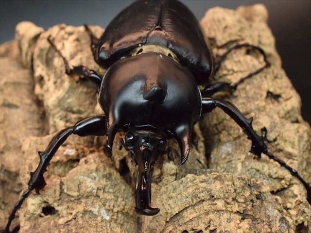 大型ペア】アクティオンゾウカブト（アクタエオンゾウカブト