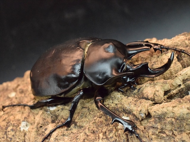 大型ペア】アクティオンゾウカブト（アクタエオンゾウカブト