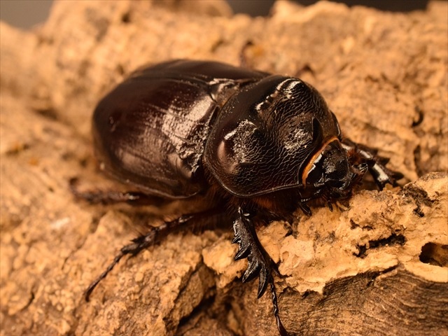 【即ブリ可】ケンタウルスミツノカブト56mmペア