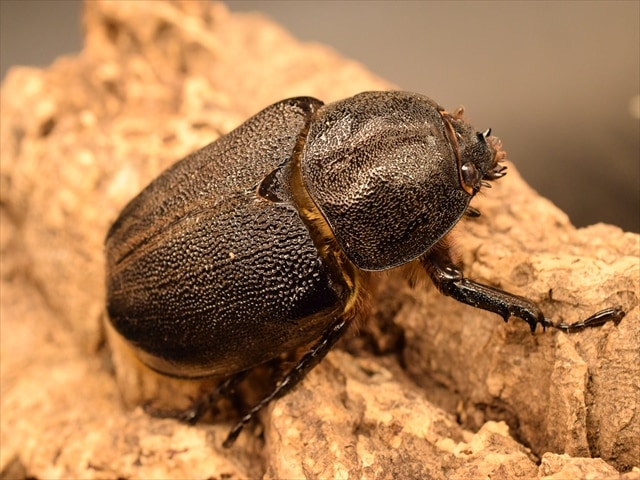 ローチオオカブト新成虫ペア