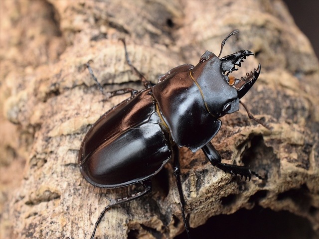 【♂単品】ヤエヤママルバネクワガタ