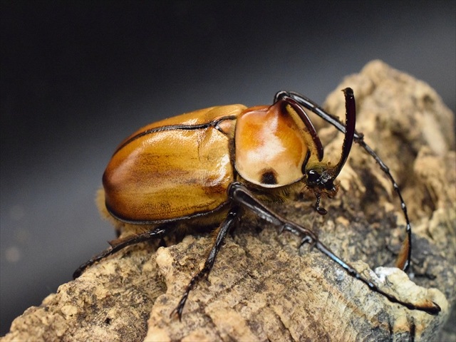 【♂単品】ゴロファポルテリ(ノコギリタテヅノカブト)【新成虫】