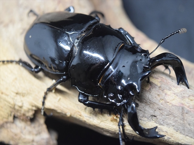 野外品]タランドゥスオオツヤクワガタ♂70mm昆虫標本