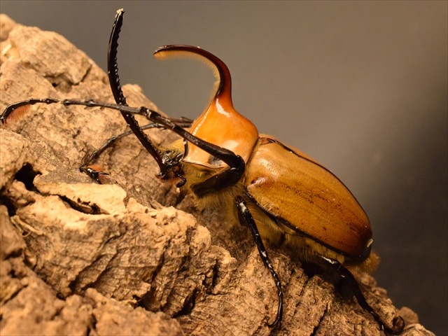 ♂単品】ゴロファポルテリ（ノコギリタテヅノカブト）【新成虫Lサイズ