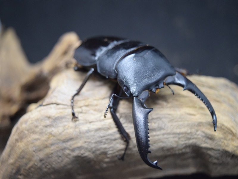 パラワンオオヒラタ90ｍｍ成虫ペア