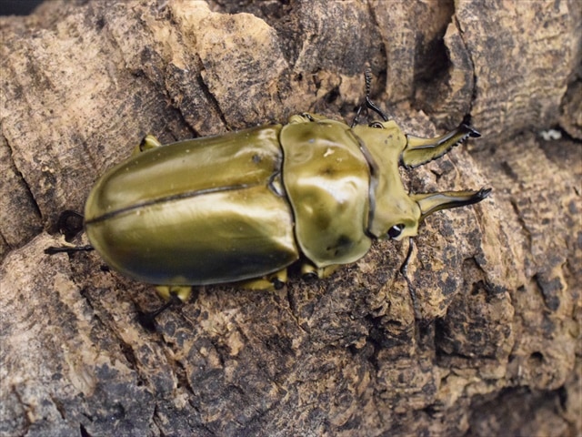 新成虫】ローゼンベルグオウゴンオニクワガタ62mmペア | 外国産