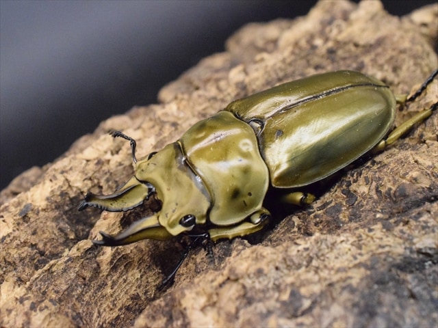 新成虫】ローゼンベルグオウゴンオニクワガタ62mmペア | 外国産