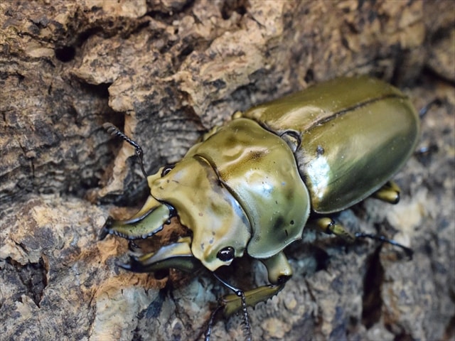 新成虫】ローゼンベルグオウゴンオニクワガタ62mmペア | 外国産