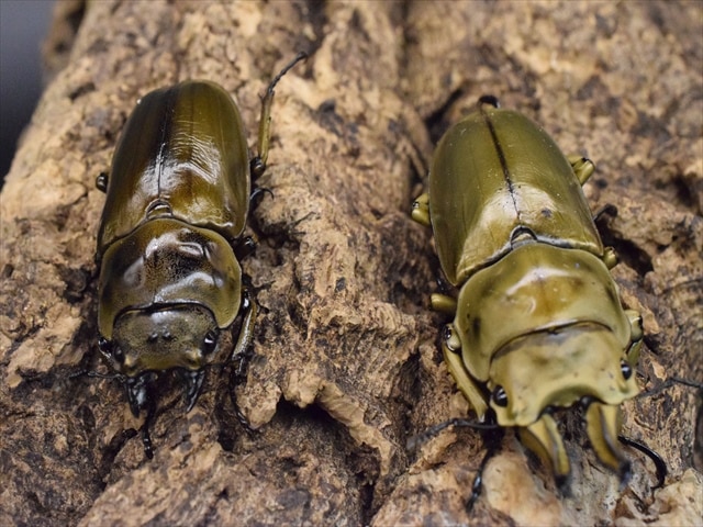 新成虫】ローゼンベルグオウゴンオニクワガタ62mmペア | 外国産