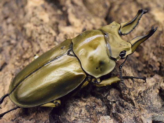 新成虫】ローゼンベルグオウゴンオニクワガタ62mmペア | 外国産