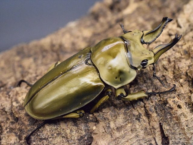 新成虫】ローゼンベルグオウゴンオニクワガタ62mmペア | 外国産