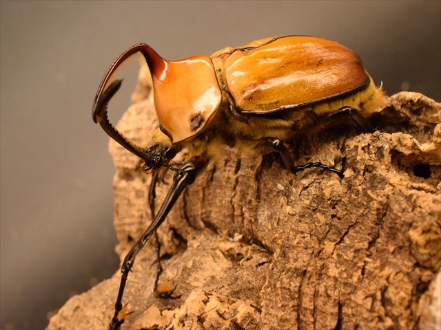 【♂単品】ゴロファポルテリ(ノコギリタテヅノカブト)【新成虫Lサイズ】