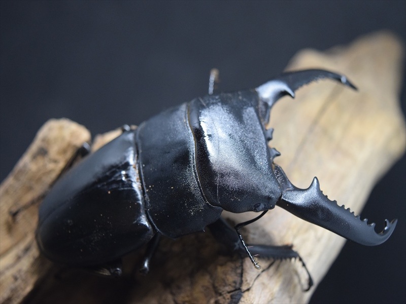 パラワンオオヒラタ97ｍｍ成虫ペア