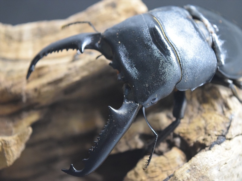 パラワンオオヒラタ97ｍｍ成虫ペア