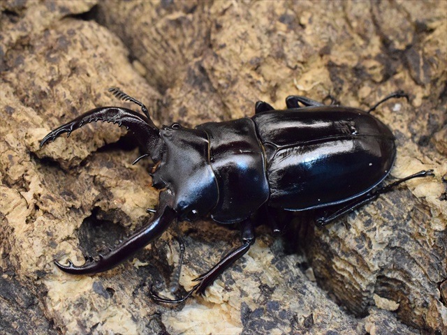 コタ様 フォルスターフタマタクワガタ（亜種キヨタミ）60mmペア