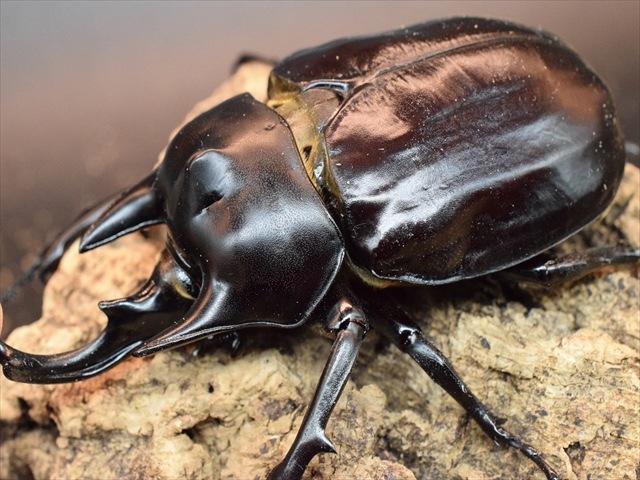エレファスゾウカブト ペア 標本 エレファスゾウカブトの飼育