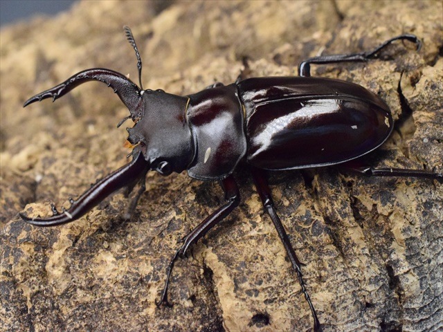 【後食済】フォルスターフタマタ キヨタミ 60mm×42.5mmペア CBF1 種親79mm×45mm クワガタ フォルスターフタマタクワガタ（亜種キヨタミ）58ｍｍペア | すべての