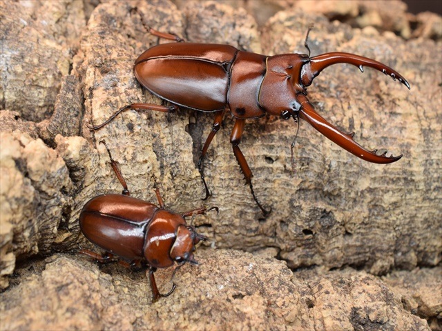新成虫】アスタコイデスノコギリクワガタ（フラテルナス）56mmペア