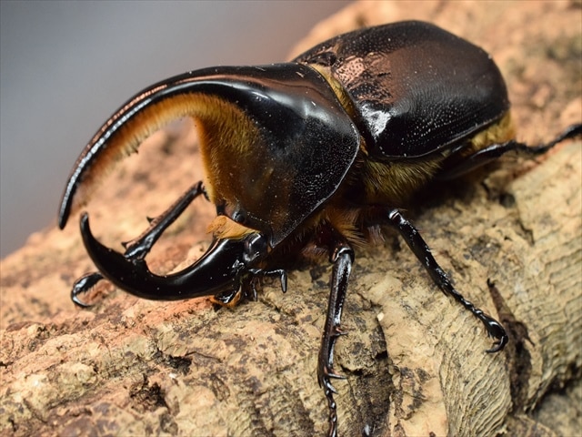 新成虫】サタンオオカブト95mmペア | すべての商品 | 極