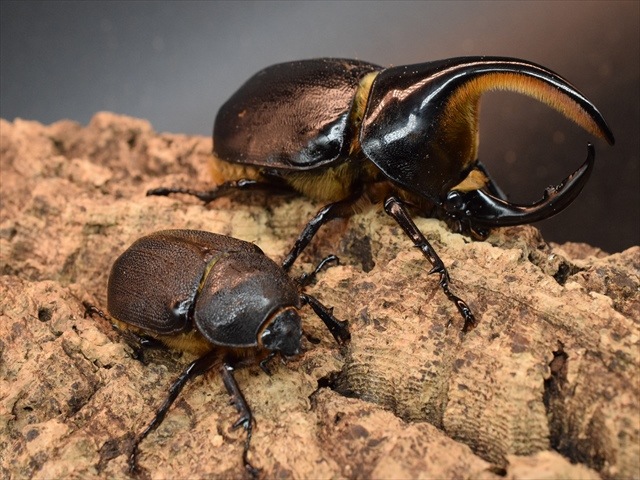 【大型85mm】オオイチモンジ（1ペア・北海道産） 大型85mm】オオイチモンジ（1ペア・北海道産）