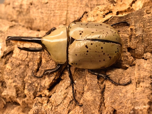 グラントシロカブト　♂７０ｍｍペア　 No１２２ Yahoo!オークション -「グラントシロカブト ペア」(虫類) の落札相場