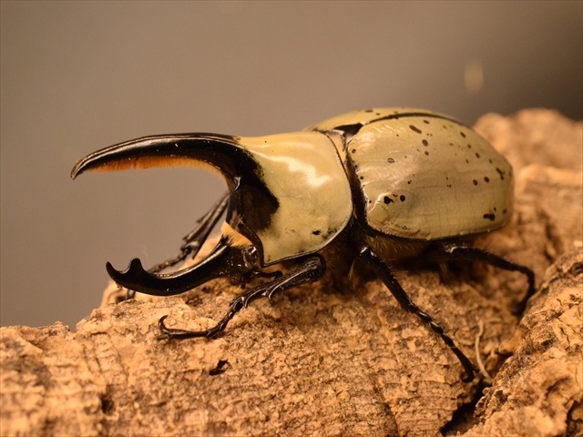 グラントシロカブト✨成虫ペア グラントシロカブト ♂77mm／♀51mm 成虫ペア - 昆虫ショップ
