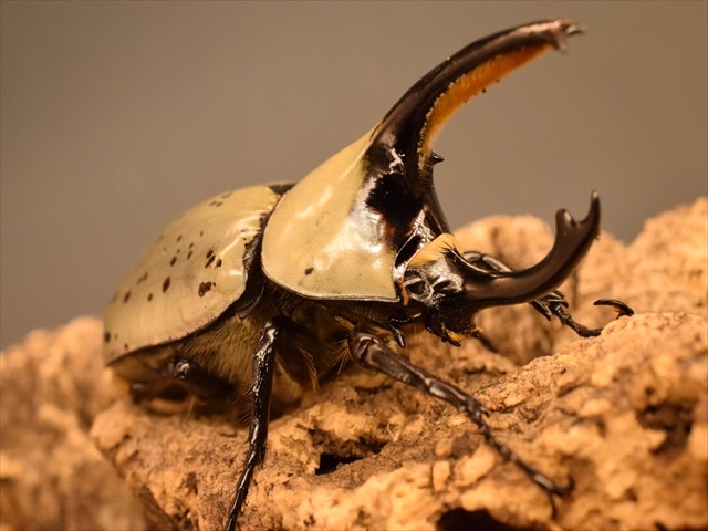 即ブリ可】グラントシロカブト70mmペア | 外国産カブトムシ 成虫 | 極 即ブリ可】グラントシロカブト70mmペア | 外国産カブトムシ 成虫 | 極