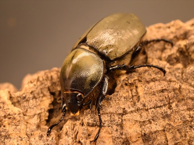 グラントシロカブト✨成虫ペア グラントシロカブト ♂77mm／♀51mm 成虫ペア - 昆虫ショップ