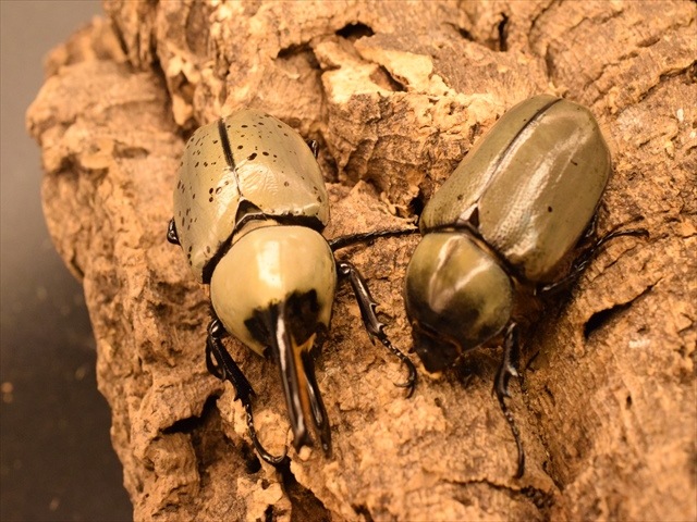 グラントシロカブト ペア 標本 グラントシロカブト 成虫 ペア ♂68.4mm♀52.2mm (グラシロ