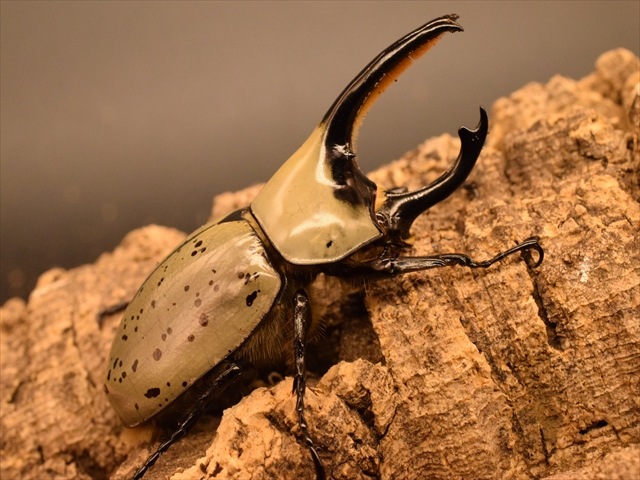即ブリ可】グラントシロカブト70mmペア | 外国産カブトムシ 成虫 | 極