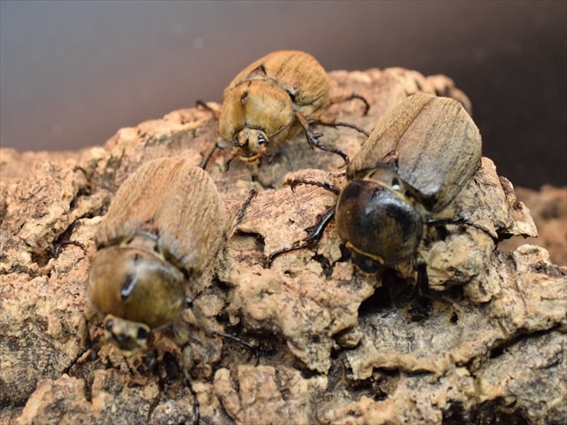 希少】ヨルゲンセンペーニャヒメゾウカブト42mmトリオ | 外国産