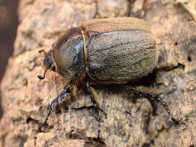 希少】ヨルゲンセンペーニャヒメゾウカブト42mmトリオ | 外国産