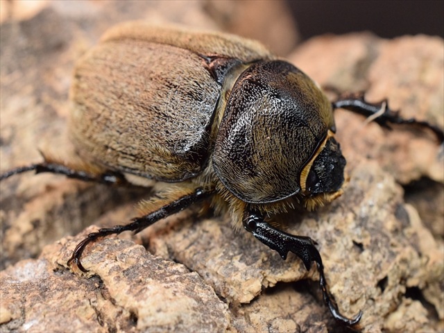 希少】ヨルゲンセンペーニャヒメゾウカブト42mmトリオ | 外国産