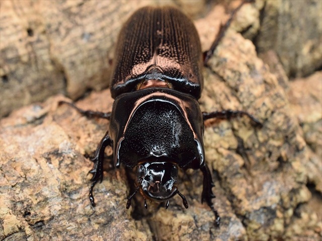 【新成虫】カンデーゼイムナクボカブト52mmペア