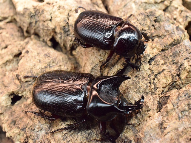 【新成虫】カンデーゼイムナクボカブト52mmペア