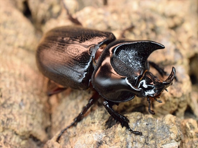 【新成虫】カンデーゼイムナクボカブト52mmペア