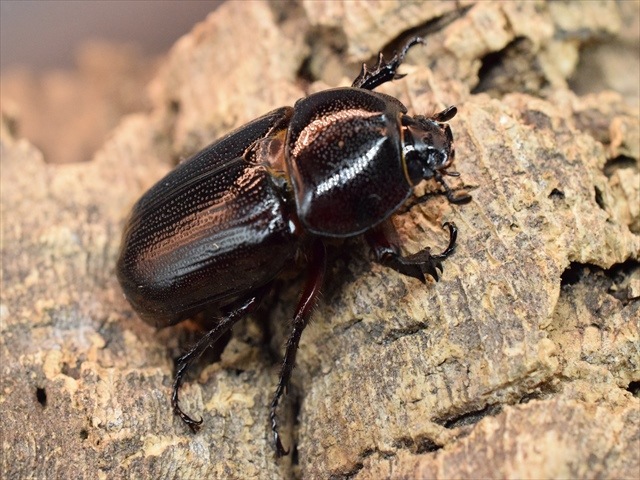 【新成虫】カンデーゼイムナクボカブト52mmペア