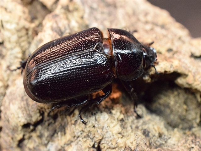 【新成虫】カンデーゼイムナクボカブト52mmペア