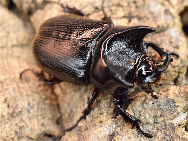 【新成虫】カンデーゼイムナクボカブト52mmペア