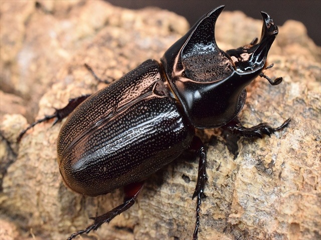 【新成虫】カンデーゼイムナクボカブト52mmペア