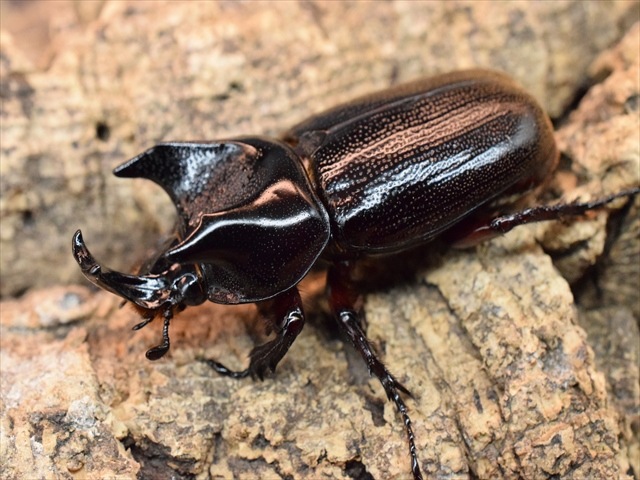 【新成虫】カンデーゼイムナクボカブト52mmペア