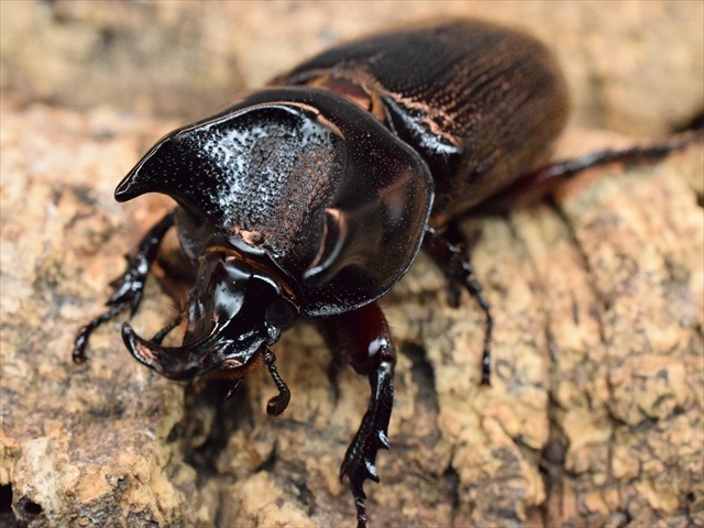 【新成虫】カンデーゼイムナクボカブト52mmペア