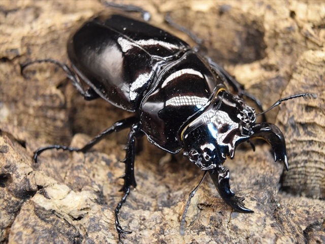 タランドゥス（タランドス）オオツヤクワガタ56mm成虫ペア | 外国産