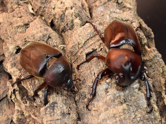 【幼虫ペア】レッドアイヤマトカブトムシ