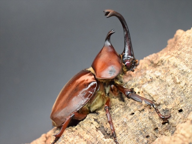 【幼虫ペア】レッドアイヤマトカブトムシ