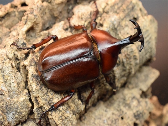 【幼虫ペア】レッドアイヤマトカブトムシ