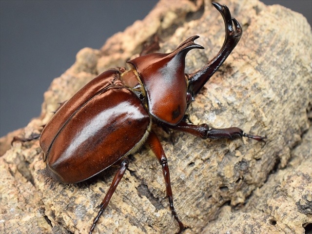 【幼虫ペア】レッドアイヤマトカブトムシ