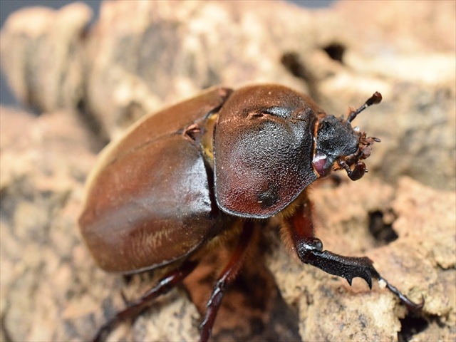 【幼虫ペア】レッドアイヤマトカブトムシ